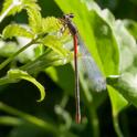 Ceriagrion tenellum female typica-2753